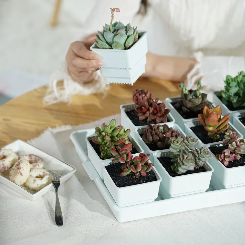 Заводская цена, квадратные суккуленты, цветочный горшок для кактуса, крупного рогатого скота, ya, маленький горшок для растений для офиса, патио, сада