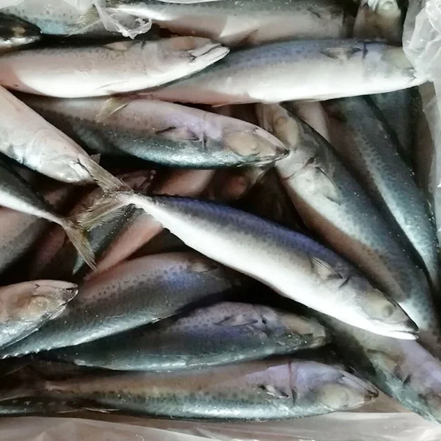  Лучшая Тихоокеанская скумбрия замороженная синяя