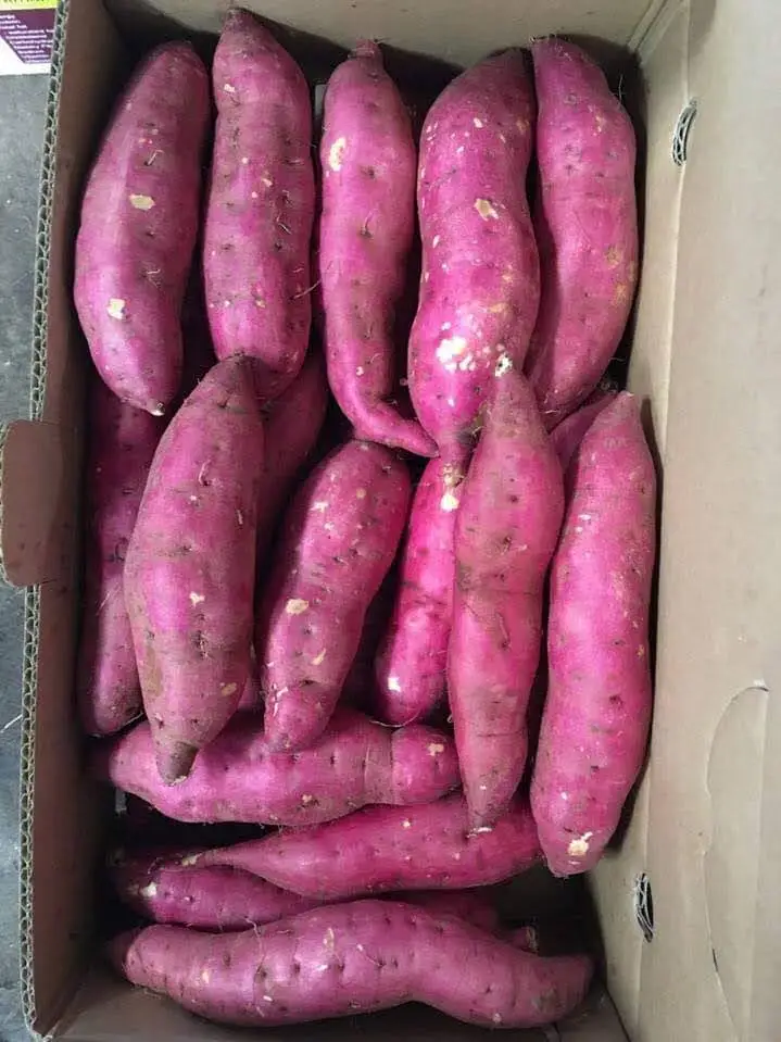 Best Price Top Quality For The Best Choice Yellow Sweet Potato In Vietnam With 3 Months Maturity