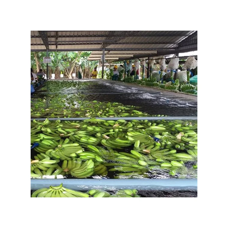 Private Label Low Price Packing Importers 100% Natural Fresh Big Banana