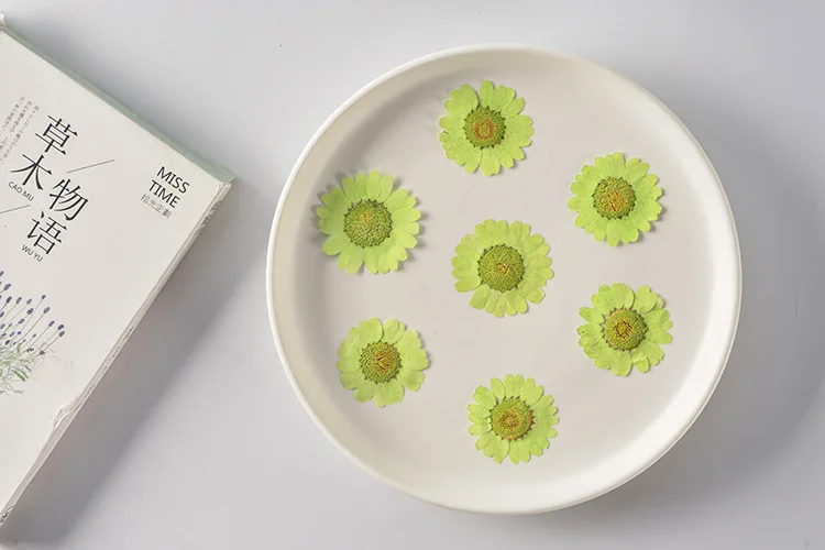 DIY Handmade Craft Daisy Marguerite Scrapbooking Epoxy Resin Natural Plant Real Pressed Flower