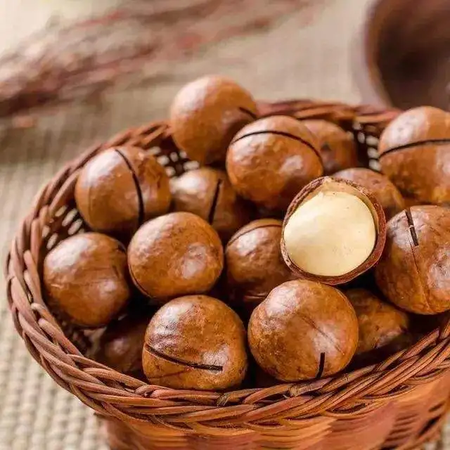 2020 New Crop wholesale Retail Big Size Macadamia Nut