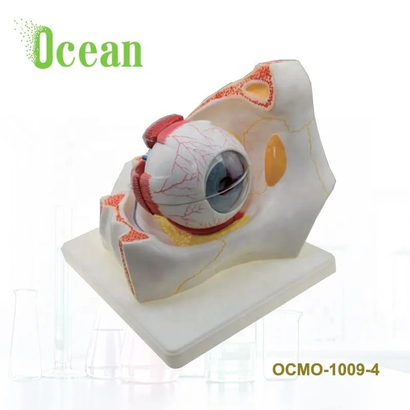 Human Eye in  Anatomy Human Body Organs Eye And al Structure 3D Model