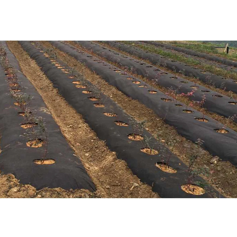 
 100gsm черный pp сорняк мат для голубики  