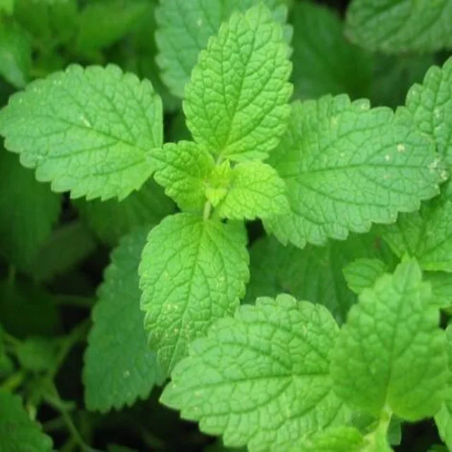 Высококачественный многоцелевой кристаллический материал 2216-51-5 L-ментол