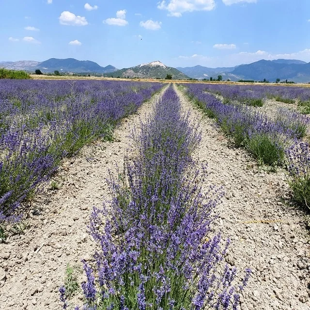 Lavender Oil -Lavandula Hybrida - from Turkey