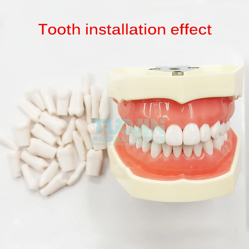 Dental Resin Teeth Model With 28PCS Typodont Tooth Model Medical Training Equipment Product