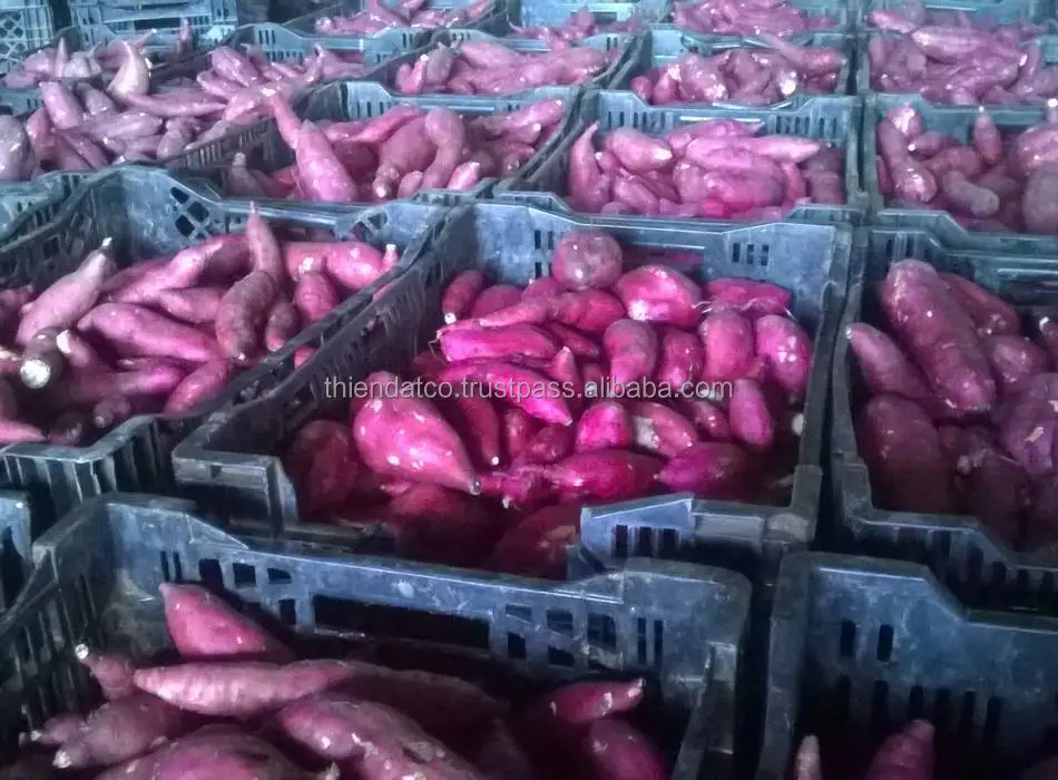 Fresh Japanese Purple Sweet Potato with mesh bag packing | 84905042860
