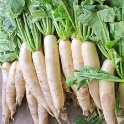 Export radish from China good quality white radish price fresh fruit radish wholesale