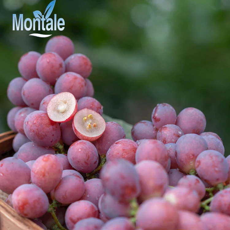 Chinese fresh red purple global grapes from Xinjiang