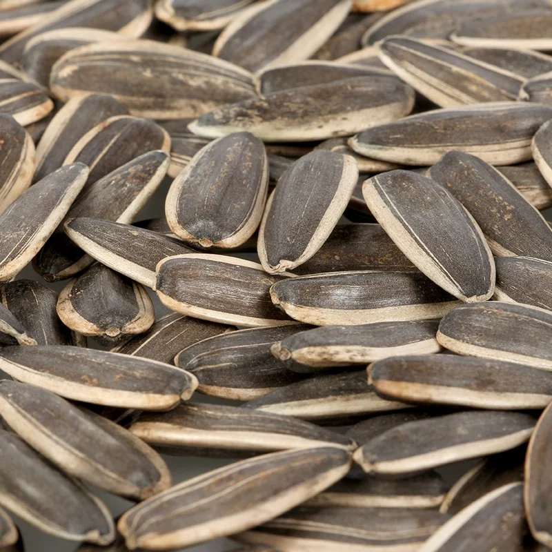 Inner Mongolia High-end Quality Export Melon Seed Office peeled sunflower seeds