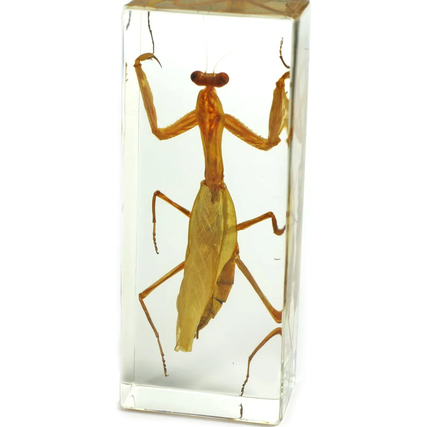 Transparent Acrylic cube block resin display with real insect paperweight animal specimen
