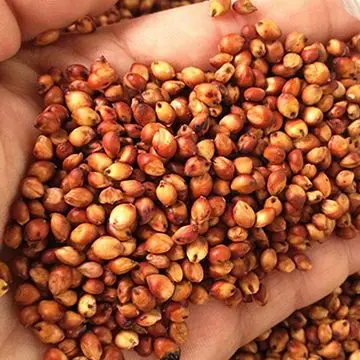  Кукурузные зерна заводская цена оптовая продажа органические семена красного