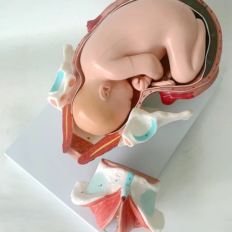 Detachable Anatomical Model of Full-Term Fetal Delivery Neonatal Process