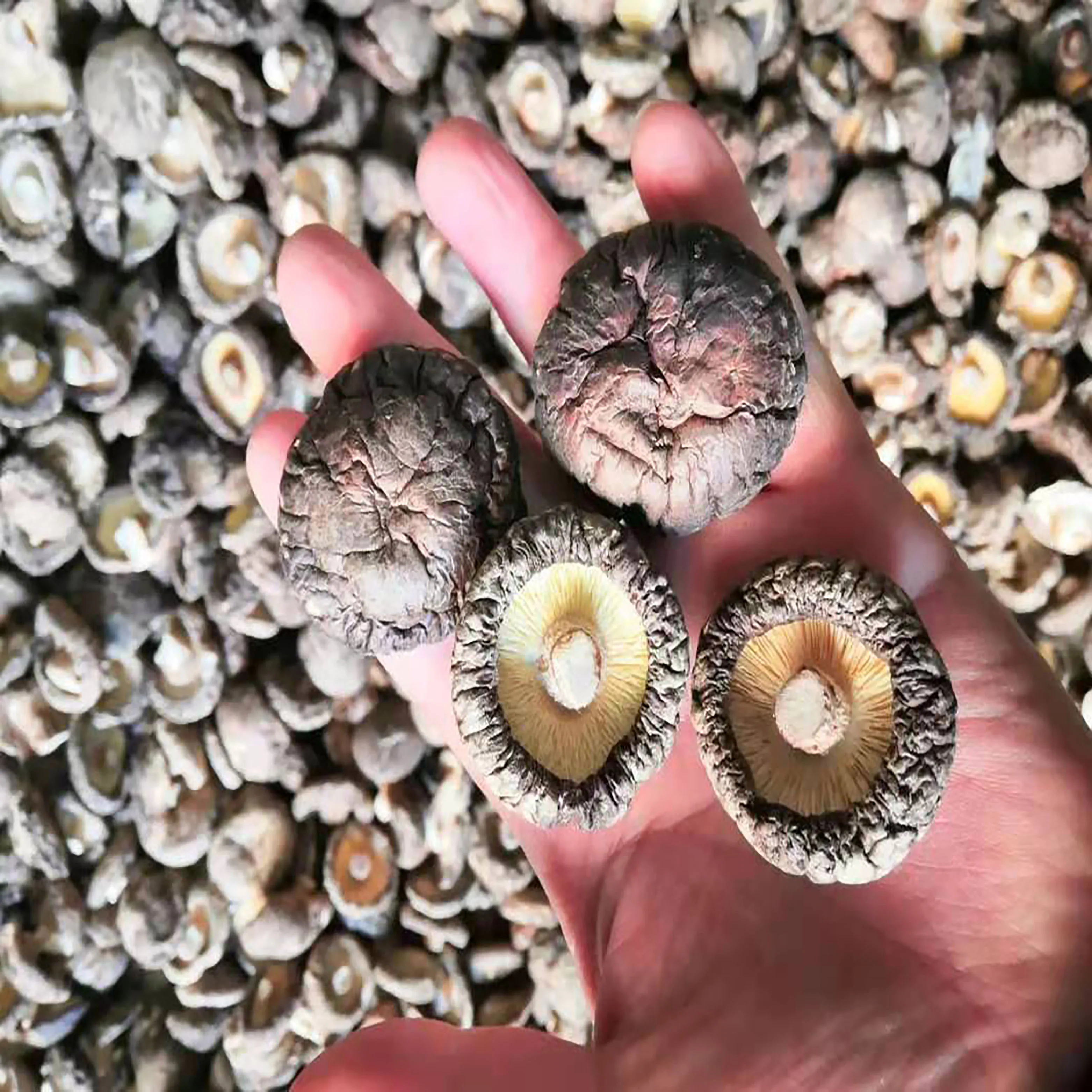 
Wholesale Dried Shiitake Mushroom High Quality Cultivated Mushroom 