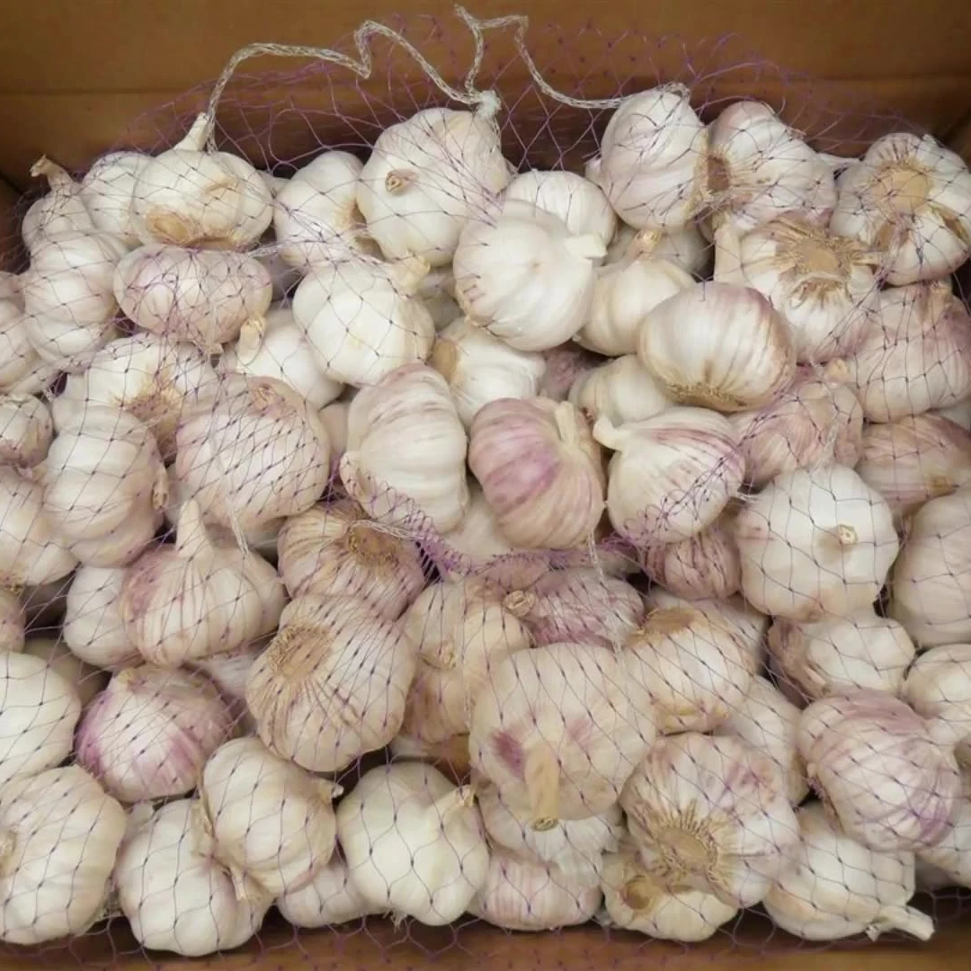 New crop of fresh garlic manufacturers supply the garlic for sale wholesale ajo chino price of fresh garlics white