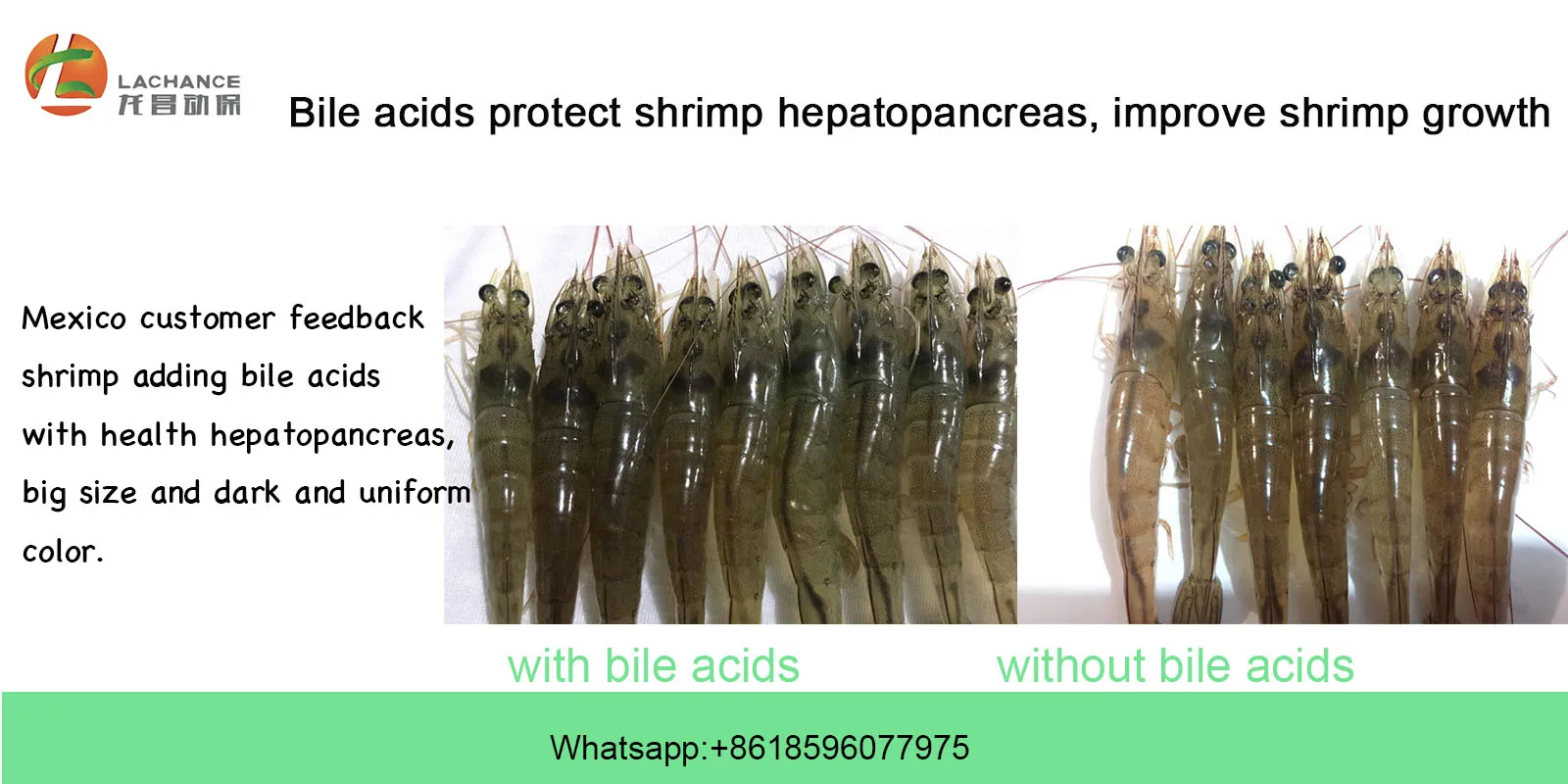  shrimp shrimp growth.jpg
