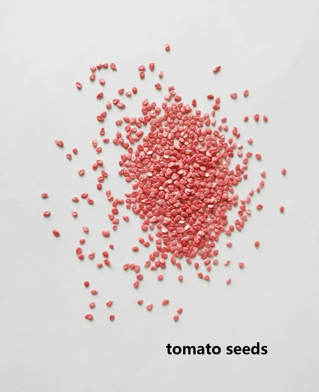 Resistance to TY and Disease Red Tomato Seed SXTS No.1409