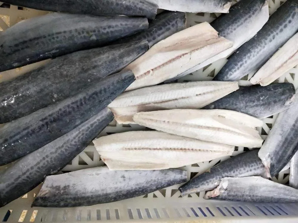 Frozen Spotted Spanish Mackerel Good Sale