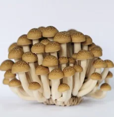 6 кг свежие сырые грибы, вкусные хрустящие грибы, коричневые питательные грибы