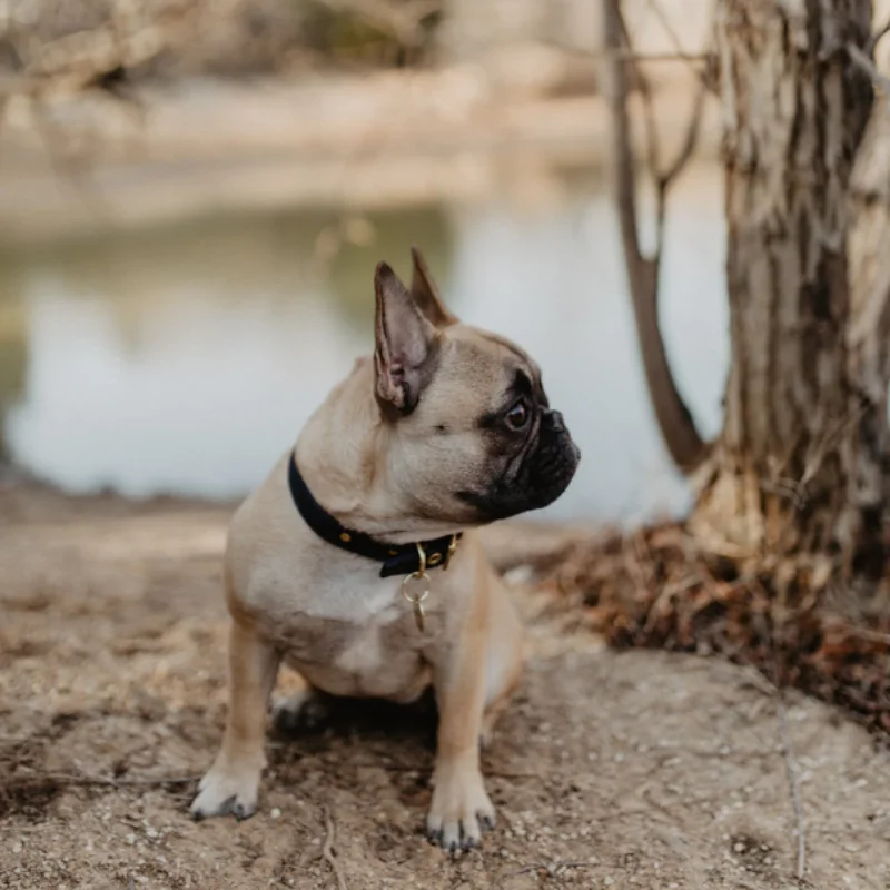 Outdoor Training Dog Collar Luxury Dog Collar