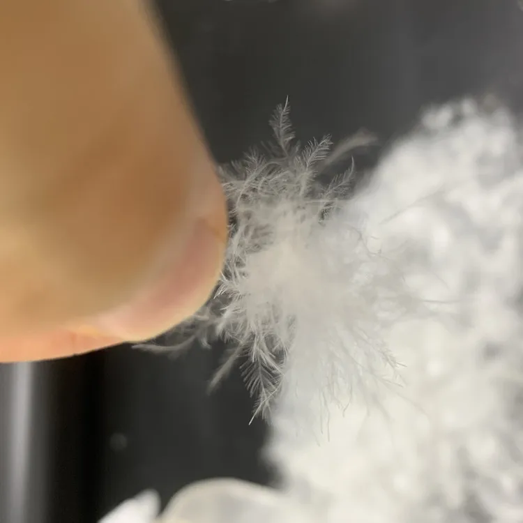 High Quality No Smell Muscovy White Duck Down FP800