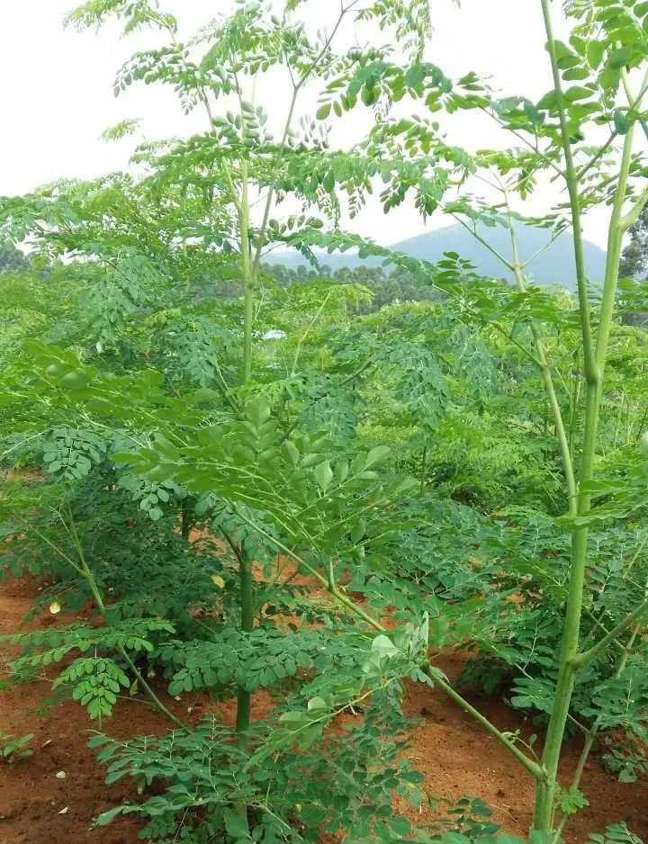 Hot selling top quality moringa oleifera leaf powder / 100% Natural organic Spicy wood leaf powder
