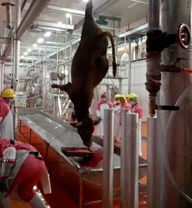 скота бойню