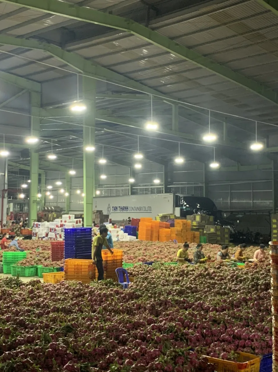 
High quality-fresh sweet dragon fruit from Viet Nam 