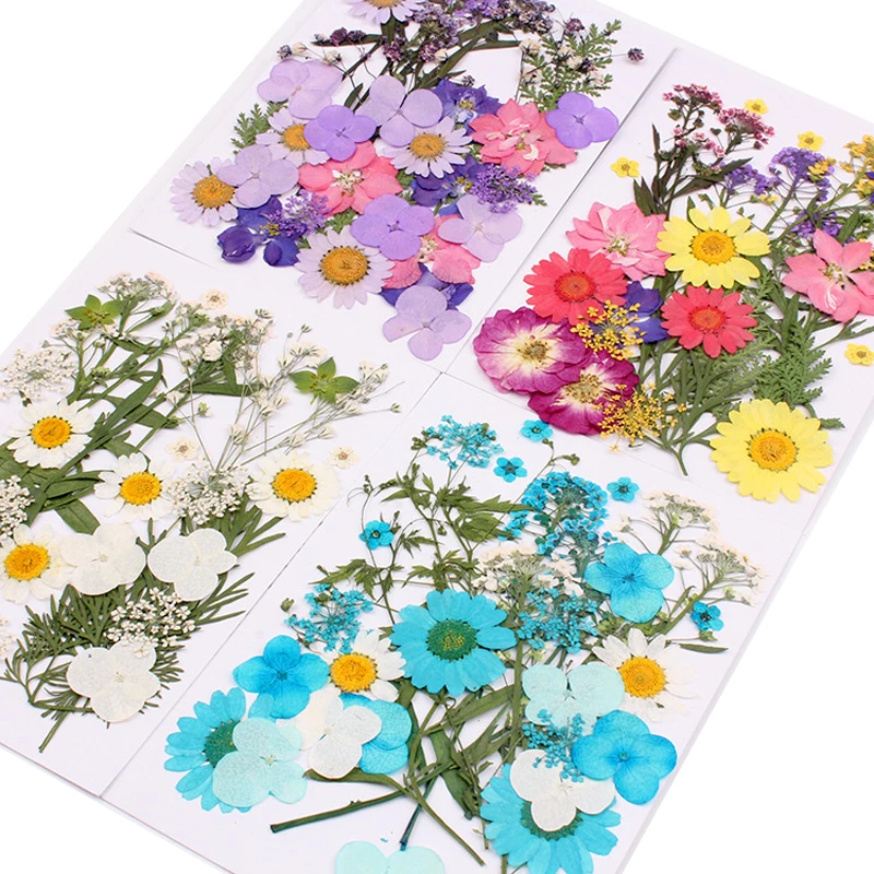 
Dried flower embossing materials cover bookmark mobile phone case embossing plant specimens real natural pressed flower 