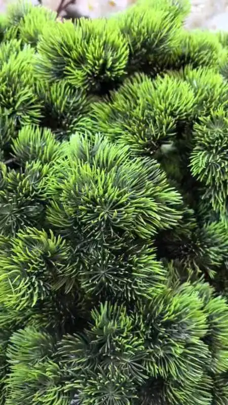 2024 new Customize 3m height Customize landscape indoor tree artificial cypress pine bonsai tree