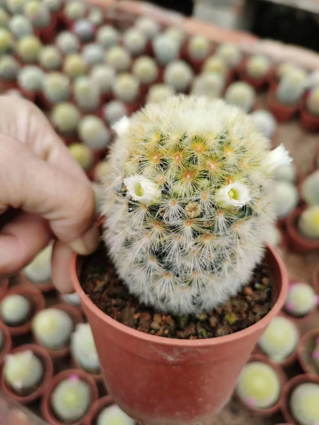 Mammillaria carmenae Buddha  Cactus wholesale Mini Cacti Live Cactus Succulent Plants indoor plant