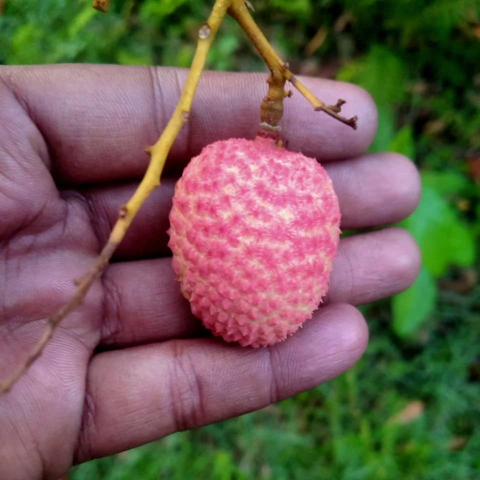 Fresh Lychee