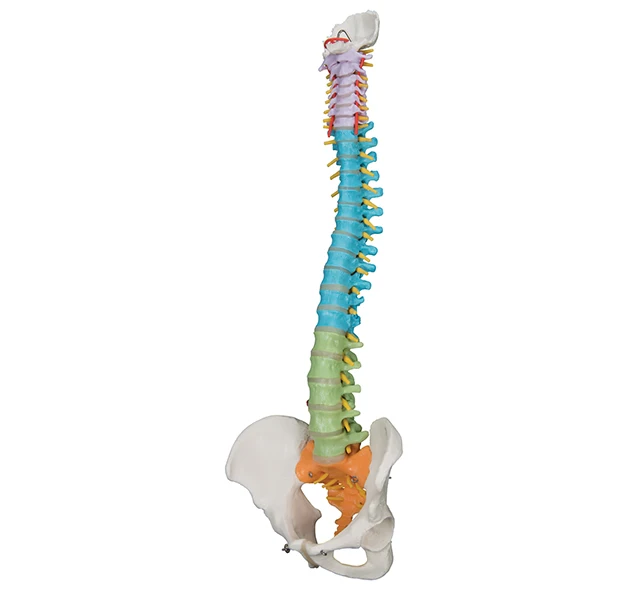 YA/L037F  Plastic Colored Flexible Vertebral Column Model For Teaching Medical Science