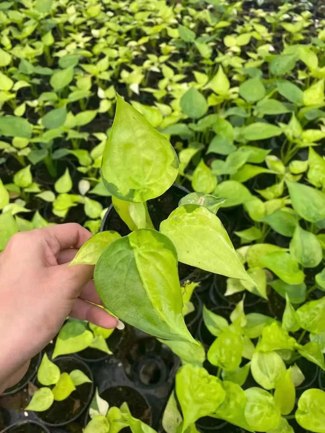 High quality real plants Alocasia aurea plant of indoor plants  Supplier