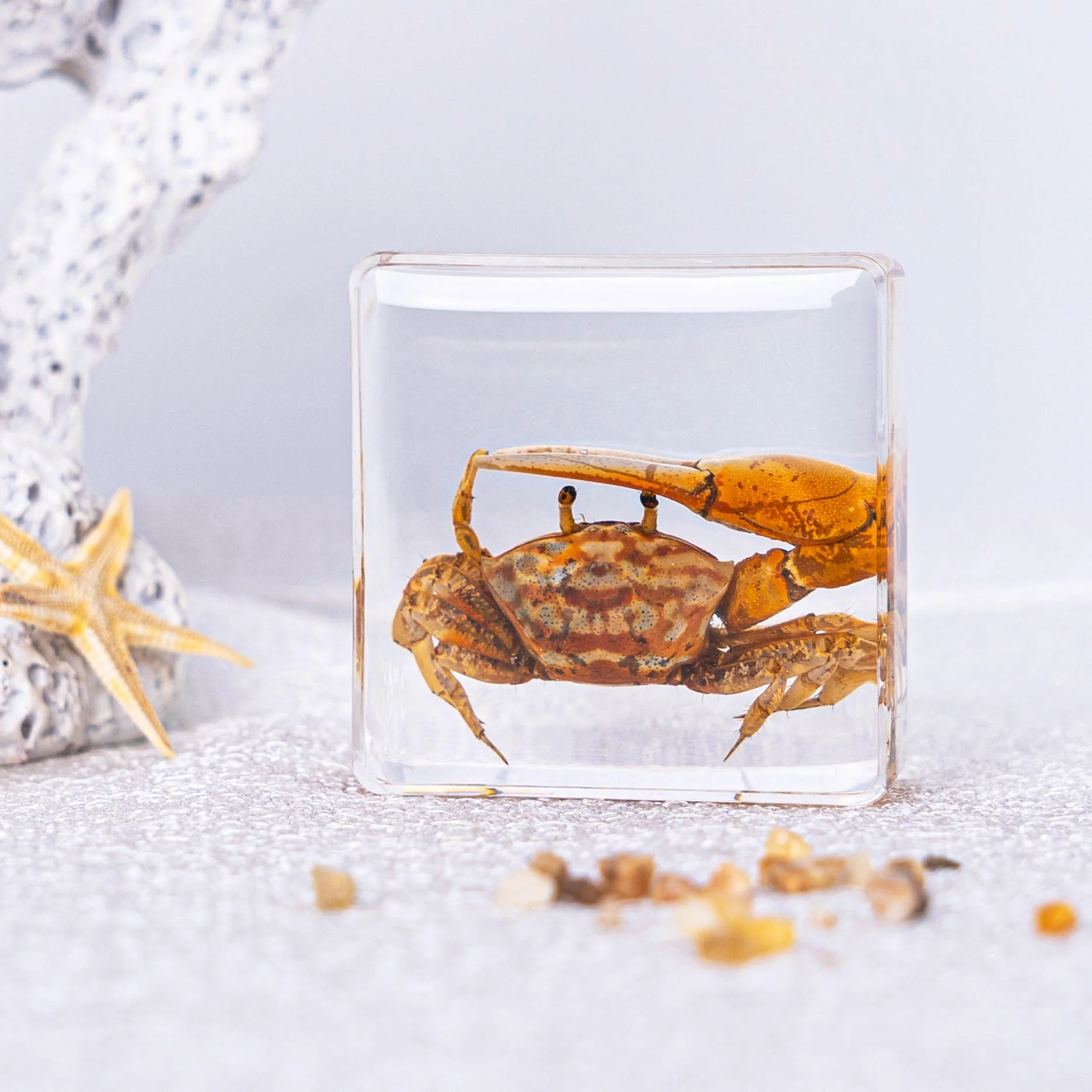 Resin Insect Specimens Educational Supplies True Insect Specimen In Resin Amber Block Real Beetle Taxidermy Lovely sea life Bug