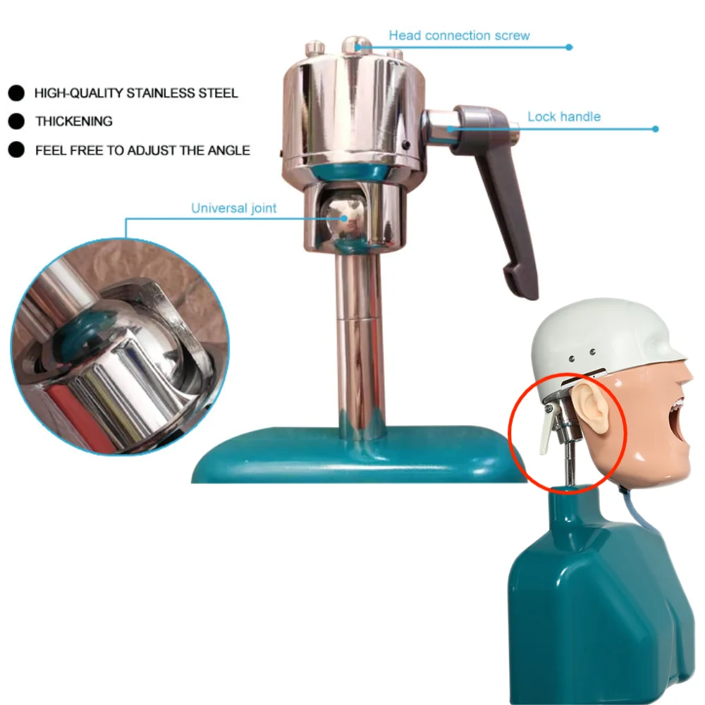 Dental Simulators Hygiene Manikins Phantom Head Sennior Teeth Model With Torso For Dentist Practise Teaching Model