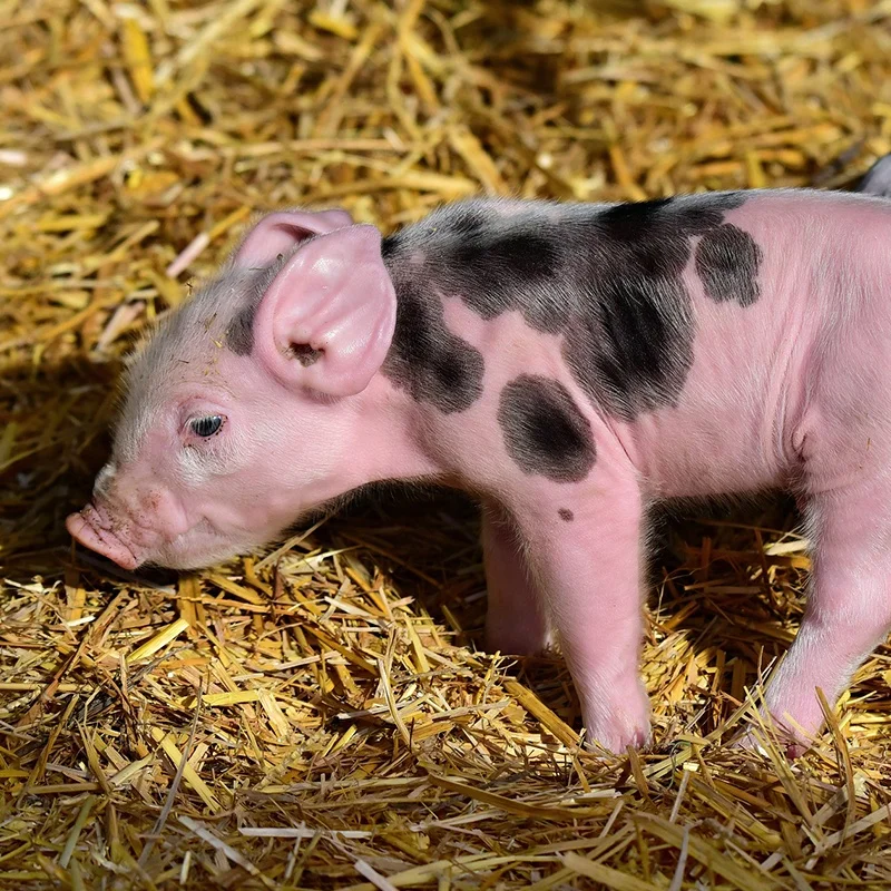 
High activity bacillus subtilis promotes digestion for pigs 