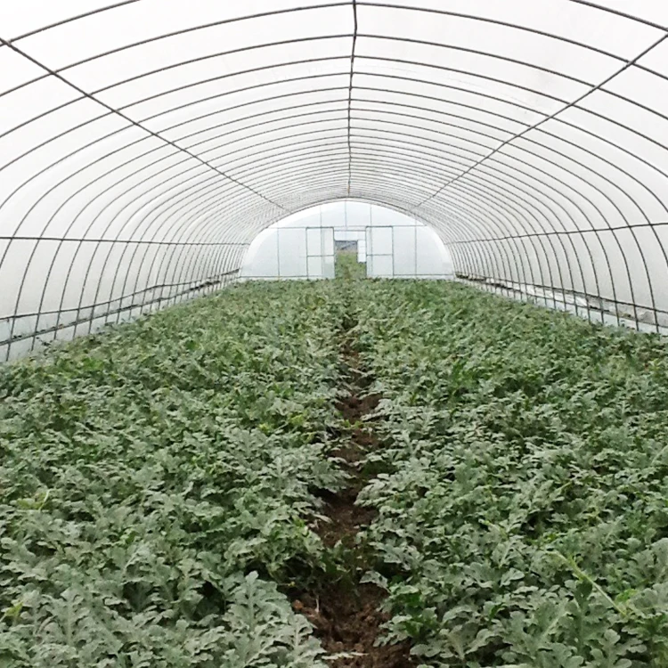 Agricultural Vertical Farming Singlespan Tunnel Greenhouse With Irrigation And Hydroponic Growing System