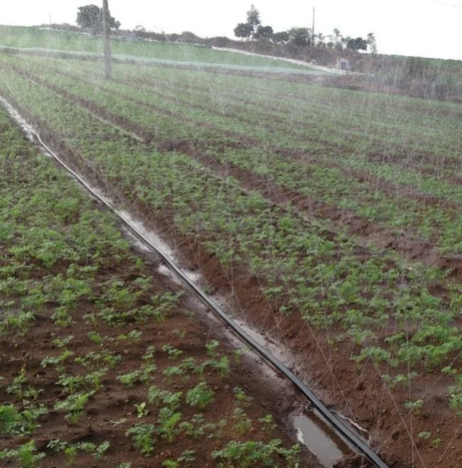 Factory Wholesale PE Micro Spray Tape/Rain Hose Irrigation System For Farmland