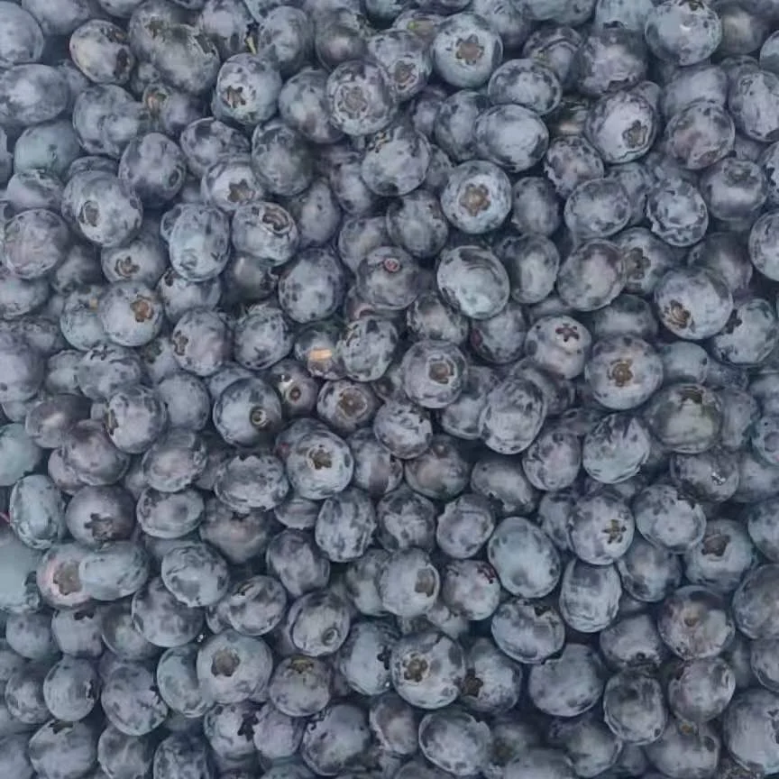 Export Bulk Berries Fruits Prices Frozen Blueberry