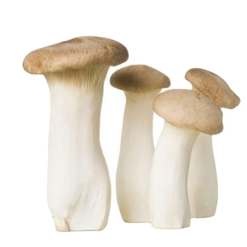 Королевский устричный гриб Detan Bag для культивирования (eryngii) с медицинской смазкой/пищевой