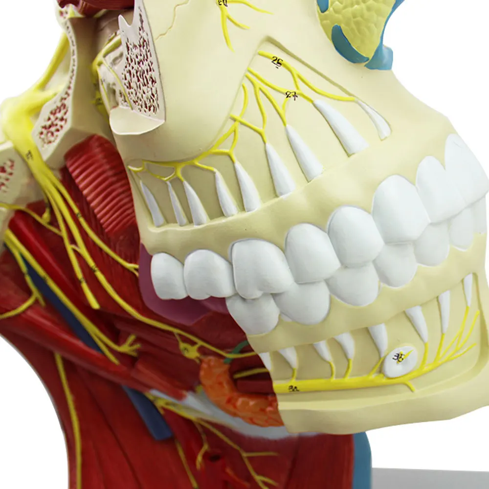 Head with Vessels Nerves Model