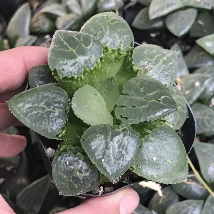 
succulents wholesale live natural indoor haworthia succulent plant 