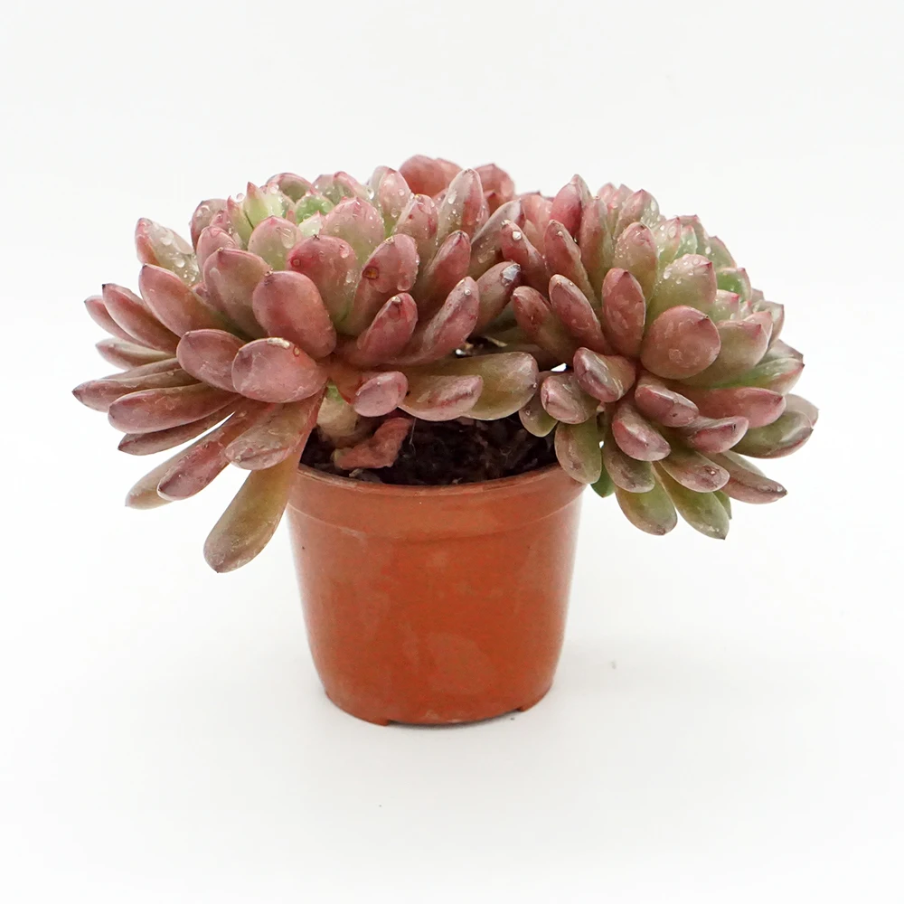 
korean houseplants succulent natural supplier haworthia wholesale live plants 