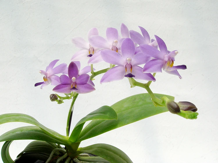 
small flask orchid plants for wholesale buyers 