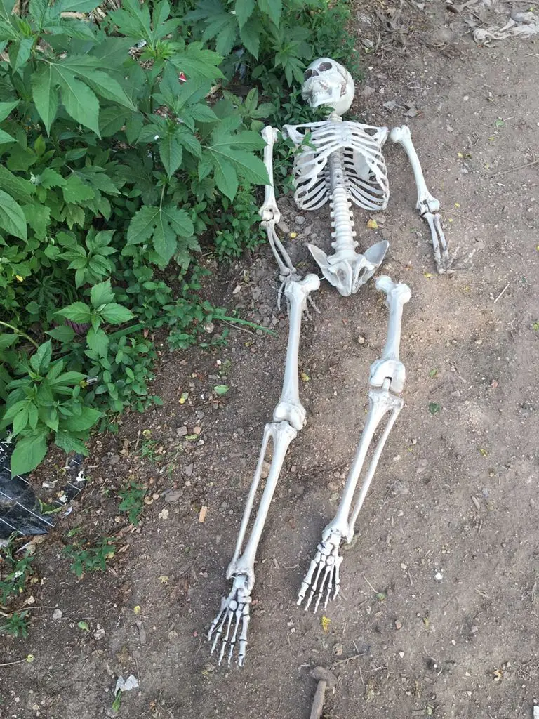 Halloween Scary Decorations 170Cm Full Body Human Skeleton Movable Joints Plastic Halloween Skeleton
