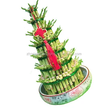 Драцена Сандера маленькая 2 слоя драцена Сандера завод, драцена Сандера башня