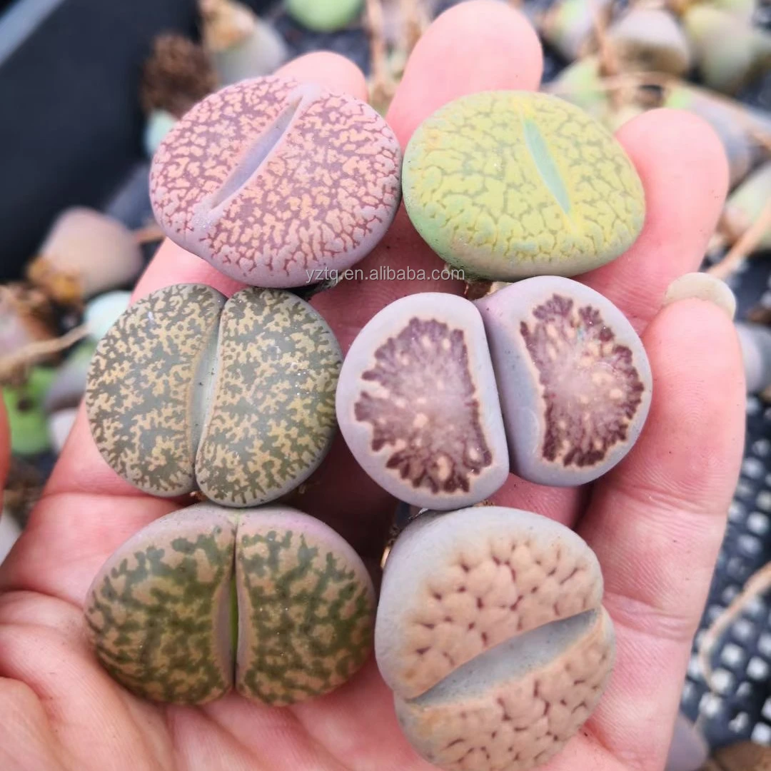 Mixed Lithops plants mini Lithops live plants ornamental plants for home decoration nursery natural