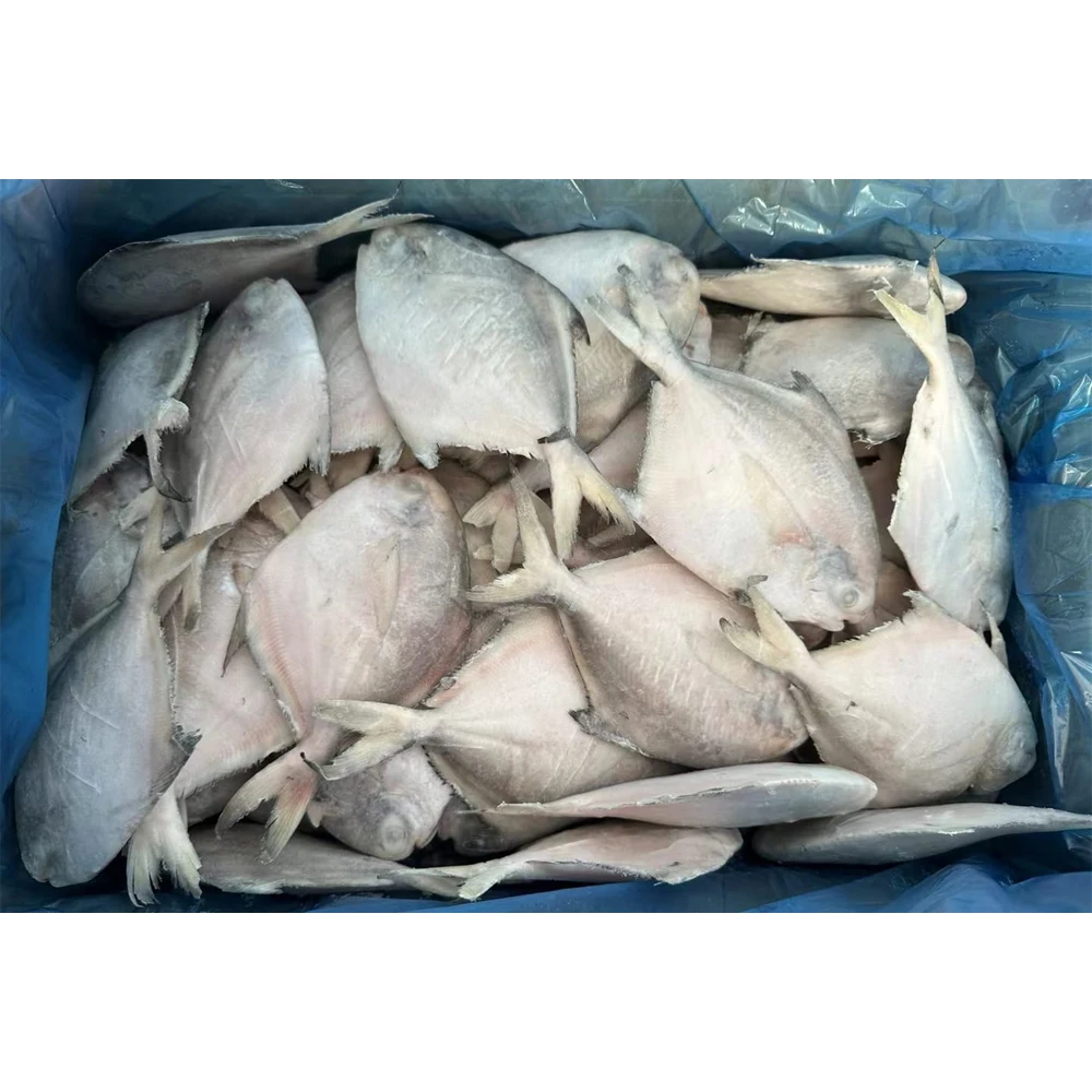 Frozen white pomfret fish white pompano white chinese pomfret frozen silver pomfret fish